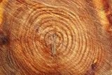 Slice of Tree Trunk - 24