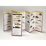 freshwater fishes of the southeast folding guide foldingguides