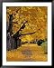 Autumn Maple Trees, Missoula, Montana, USA Framed Art Poster Print by Chuck Haney, 39...