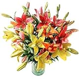 Flowerbud, Asiatic Lilies
