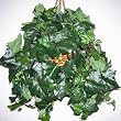 Hanging English Ivy Basket
