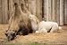 Camel Mother Wit Baby - 18"W x 12"H - Peel and Stick Wall Decal by Wallmonkeys
