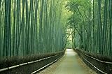 1500ピース 嵯峨野の竹林(京都府京都市) 15-114