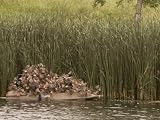 PMI Cover System Camouflex Duck Blind for Boats 10' - 12'