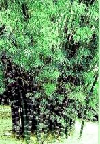 Giant May Sang Bamboo 20 Seeds - Dendrocalamus- 50 Feet