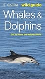 Whales dolphins and porpoises