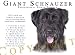   - Giant Schnauzer UNCROPPED 