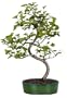 Brussel's Ginkgo Outdoor Bonsai Tree