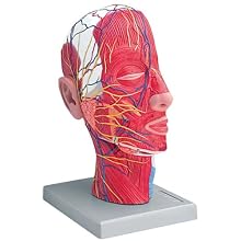 Altay Scientific Half Head Model, 29 x 15 x 20cm Size
