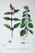 Botany Plants C1902 Marsh Whorled Mint Mentha Flowers