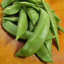 Sugar Snap Peas 125 or More Seeds - 1979 All-America Selection Winner