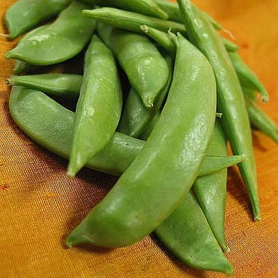 Sugar Snap Peas 50 Seeds -Super Sweet - BONUS PACK!