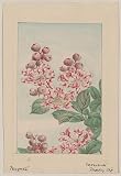 Reprint Historic Japanese Print Drawing shows branch with buds, blossoms, and leaves of the crape myrtle tree,