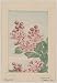 Reprint Historic Japanese Print Drawing shows branch with buds, blossoms, and leaves of the crape myrtle tree,