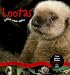 Lootas, Little Wave Eater: An Orphaned Sea Otter's Story