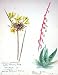 Townsend Wild Flowers 1933 Aloes Bobartia Spanthacea