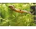 Photographic Print of Great crested newt (Triturus cristatus) juvenile male foraging in Hornwort... from Specialist Stock