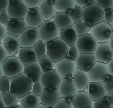 Produkt-Bild: Spirella 10.13527 Bionic Clear-Black 55 X 55
