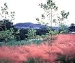 Ornamental Grass-- Regal Mist One Gallon