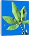 Canvas Prints of Passion flower leaf from Science Photo Library