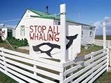 An Anti-Whaling Sign in Front of Falkland Traditional Wooden House, Falkland Islands Art Photographic Poster Print by Marco Simoni, 24x18
