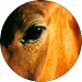 Horse Eye Spare Tire Cover