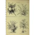COTTON PLANT c1890 SHRUB TREE HERBACEOUS NATURE PRINT