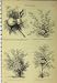 Cotton Plant C1890 Shrub Tree Herbaceous Nature Print