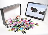 Photo Jigsaw Puzzle of Hooded Seal - males fighting from Ardea Wildlife Pets