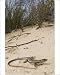 Photographic Prints of Large Psammodromus - in habitat from Ardea Wildlife Pets Photographic Prints of Large Psammodromus - in habitat from Ardea Wildlife Pets