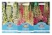 Mr Fothergill's Seeds Foxglove Digitalis Collection