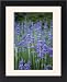 Framed Prints of Lavender (Lavandula sp.) from Science Photo Library