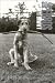Book Vida de Perros / Dog Dogs