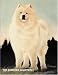 Samoyed Quarterly