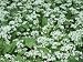 Wild Garlic / Ransoms, Flowers with Solitary Bluebell, Wiltshire, UK Cuisine Photographic Poster Print by James Aldred, 16x12