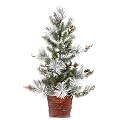 Mixed Pine Tree in Bskt