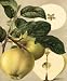 Apple Harvest I - Art Print Poster 20 X 24 - Framed