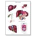 3B Scientific Glossy Paper The Liver Anatomical Chart