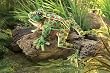 Folkmanis Inc. Fmt2587 Puppet Leopard Frog