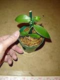 Baby Vanilla planifolia orchid plant in 3-inch pot