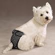 SMALL - BLACK - ClearQuest Female Pup Pants