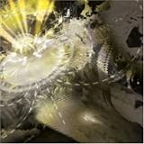 000 - Aether Dynamic ( Audio CD ) - B000GI42BY