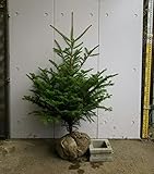 群馬県産　モミノキ　樹高0.9～1.1m　本物のクリスマスツリー 生産者直売　もみの木　モミの木