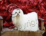 image link - - B000VE55VO