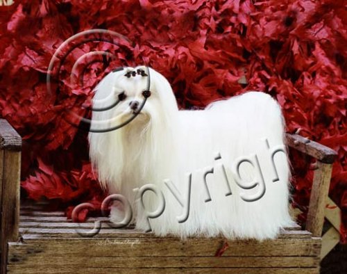 image link -  - B000P6665M