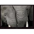 Loxodonta Africana (Calin D'elephants) Art Print Poster By Mandc Denis-Huot, 26" x 19.5", with White Metal Frame