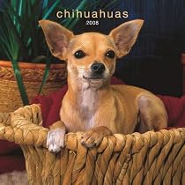 Chihuahuas 2008 Square Wall Calendar (German, French and Spanish Edition)