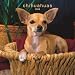 Chihuahuas 2008 Square Wall Calendar