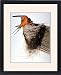 Framed Prints of AUDUBON SWALLOW. Barn Swallow (Hirundo rustica), from John James Audubons from Granger Art on Demand