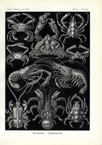 Cover image : Ernst Haeckel 1904 - Decapoda - Artforms of Nature Kunstformen der Natur Fine Art Print Poster